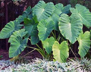 koh phangan elephant ear plant