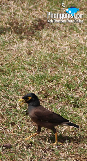 A bird - koh Phangan Nature